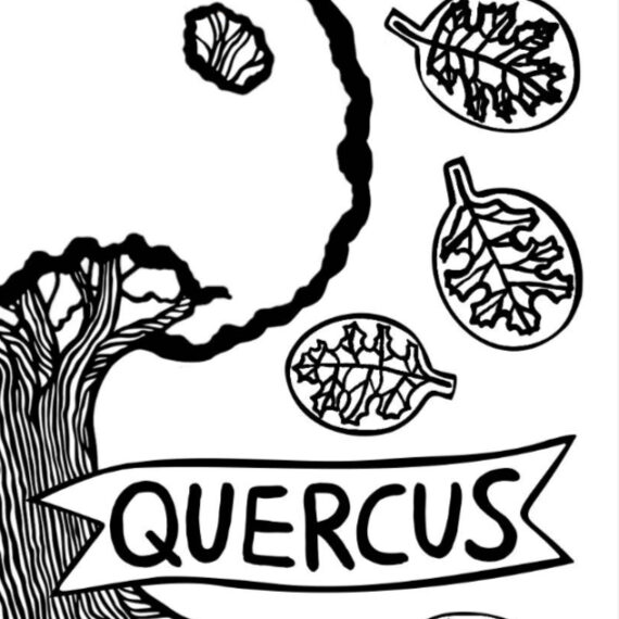 The cover of a zine about oaks (Quercus). Black and white tree and black text QUERCUS in a banner feature with red oak leaves circled in black.