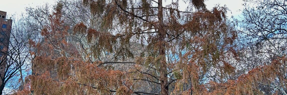 A Dawn Redwood with fall colored leaves.