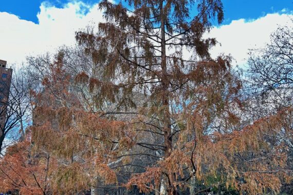 A Dawn Redwood with fall colored leaves.