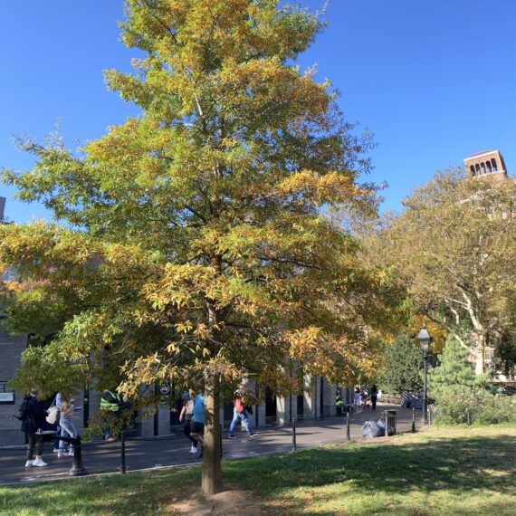 Willow tree with green leaves and showing fall colors (yellow and brown-orange) in Washington Square Park.