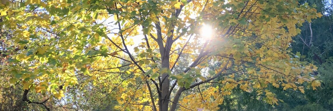 Morning light coming through crown of Tuliptree in Washington Square Park.