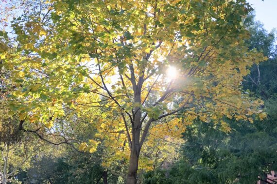 Morning light coming through crown of Tuliptree in Washington Square Park.