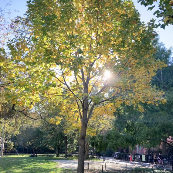 Morning light coming through crown of Tuliptree in Washington Square Park.