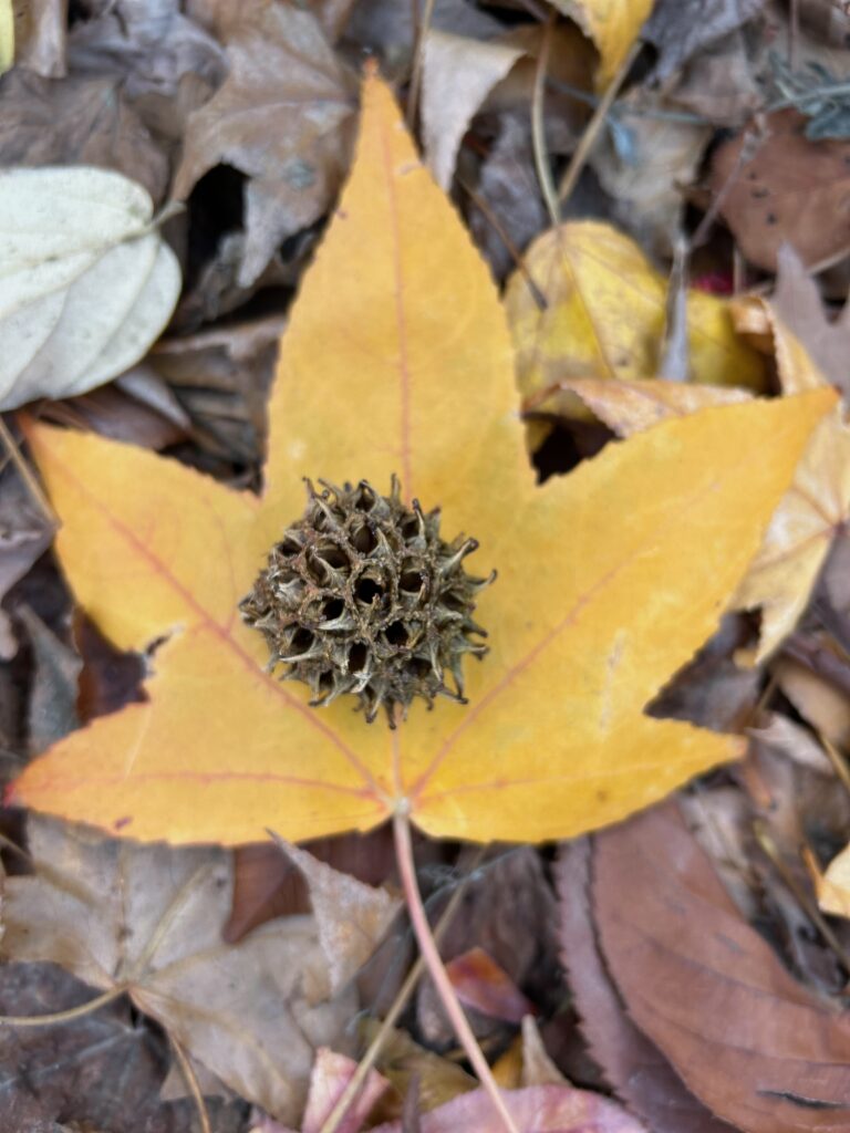 A fallen fall colored leaf and a mature cone of an American Sweetgum.