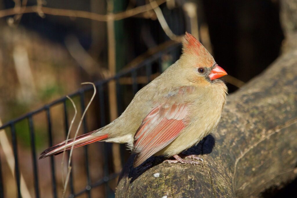 female northern cardinal perched on a branch