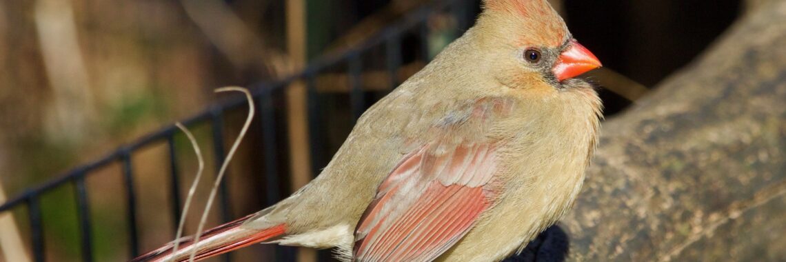 female northern cardinal perched on a branch