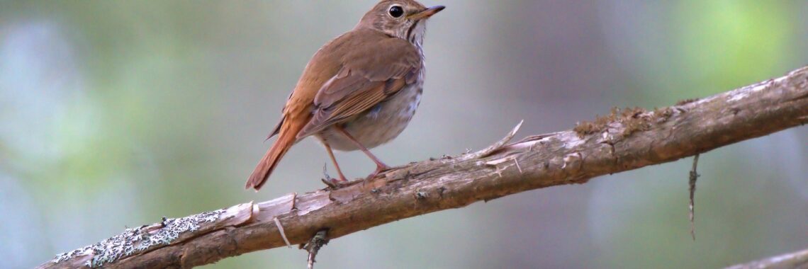 A hermit thrush (brown bird with cinnamon colored tail, dark spots o chest/breast, large dark eye) standing in a bare branch. Photo by Dietra Alyssa Semple via Unsplash