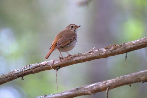 A hermit thrush (brown bird with cinnamon colored tail, dark spots o chest/breast, large dark eye) standing in a bare branch. Photo by Dietra Alyssa Semple via Unsplash