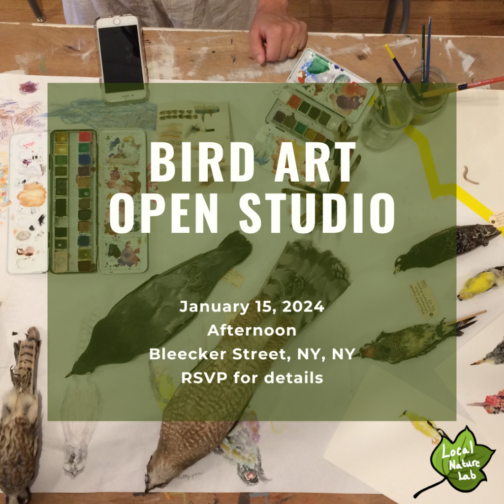 Green overlay with white text BIRD ART OPEN STUDIO. Background image is a photo showing bird specimens and illustrations of specimens.