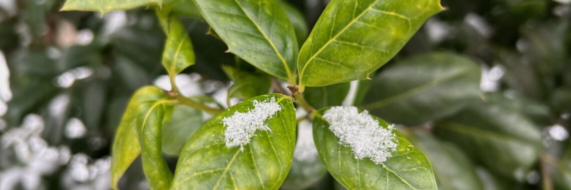 European Holly leaves partially covered with snow.
