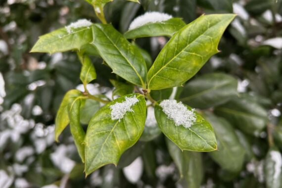 European Holly leaves partially covered with snow.