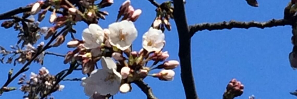 Open flowers of Yoshino Cherry tree.