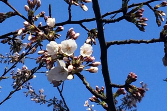Open flowers of Yoshino Cherry tree.