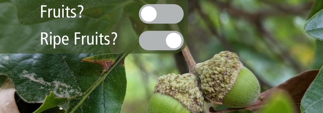 of Swamp White Oak acorns with overlay text DO YOU SEE... Leaves? Flowers? Fruits? Ripe Fruits?