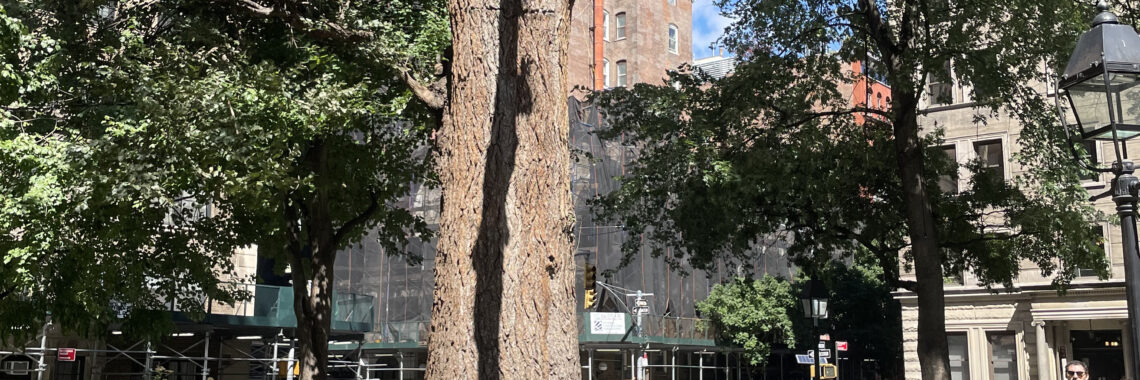Three people seated at benches, drawing the English Elm in Washington Square Park.