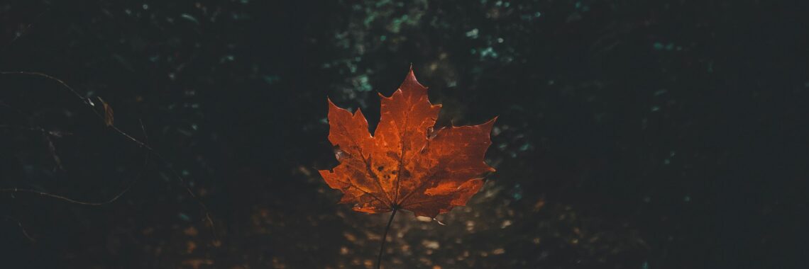 a person with pale skin holding a colored maple leaf in their left hand against a background of dark green leaved plants. Photo by Ave Calvar Martinez: https://www.pexels.com/photo/person-holding-brown-leaf-3220230/