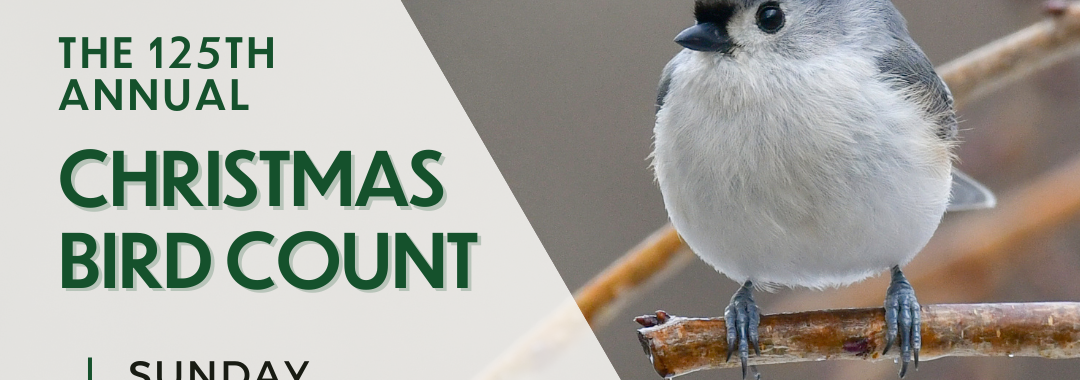 Graphic announcing the Christmas Bird Count 2024 in Washington Square Park. A Tufted Titmouse is perched on a branch. Template by NYC Bird Alliance.