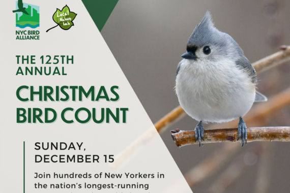 Graphic announcing the Christmas Bird Count 2024 in Washington Square Park. A Tufted Titmouse is perched on a branch. Template by NYC Bird Alliance.