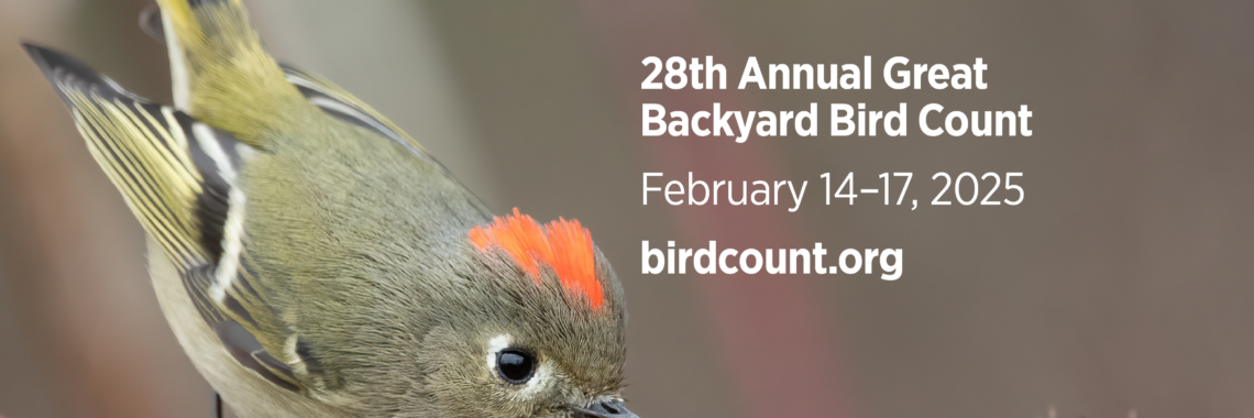 Great Backyard Bird Count 2025 poster featuring a Ruby-crowned Kinglet perched on twig, tail up and crown flashing. Details to join a count in Washington Square Park on Friday, February 14th at 8 am in the southeast corner of the park.