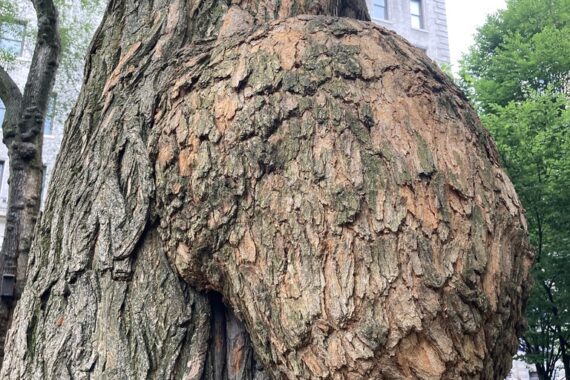 Osage Orange trunk and bark including a large burl.