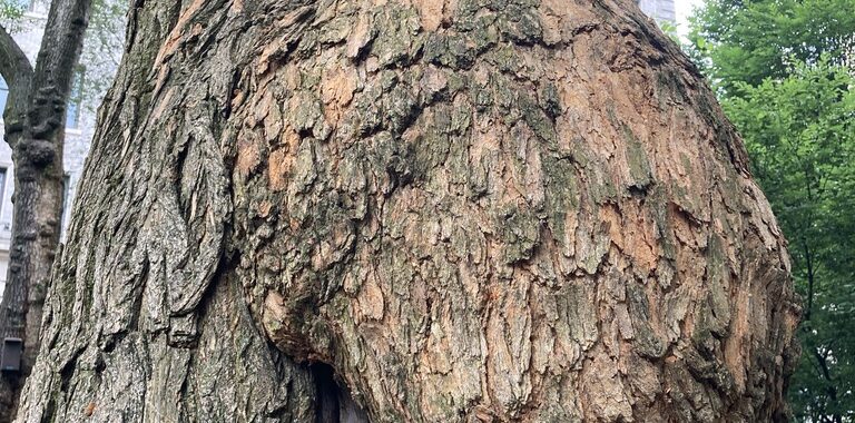 Osage Orange trunk and bark including a large burl.
