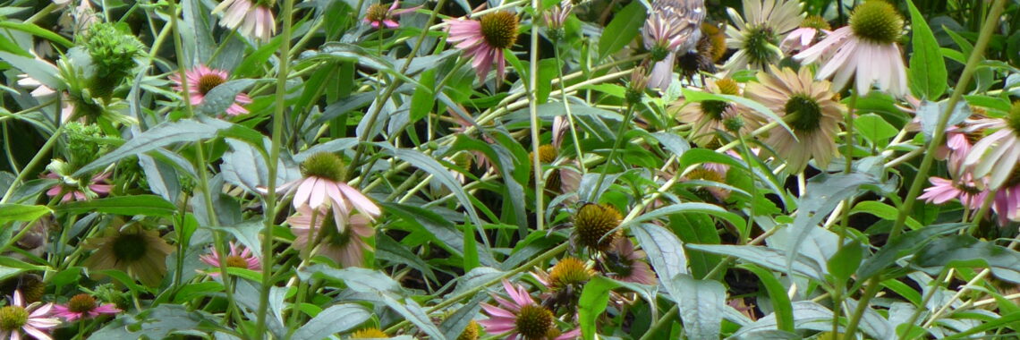 A patch of Echinacea with a blurred bird in flight in the background.
