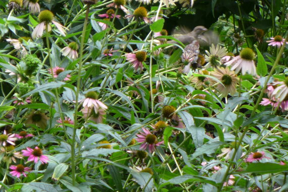 A patch of Echinacea with a blurred bird in flight in the background.