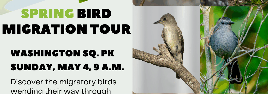 graphic with text Spring Bird Migration Tour in Washington Square Park May 4th, 9 a.m. Six birds pictured on the right side of the flyer.