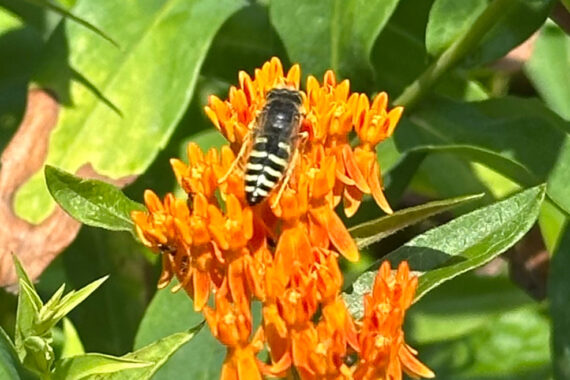 American Sand Wasp on orange flowers of Butterfly Milkweed. Photo by Amy Berkov via iNaturalist.