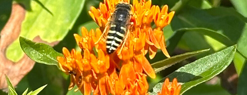 American Sand Wasp on orange flowers of Butterfly Milkweed. Photo by Amy Berkov via iNaturalist.