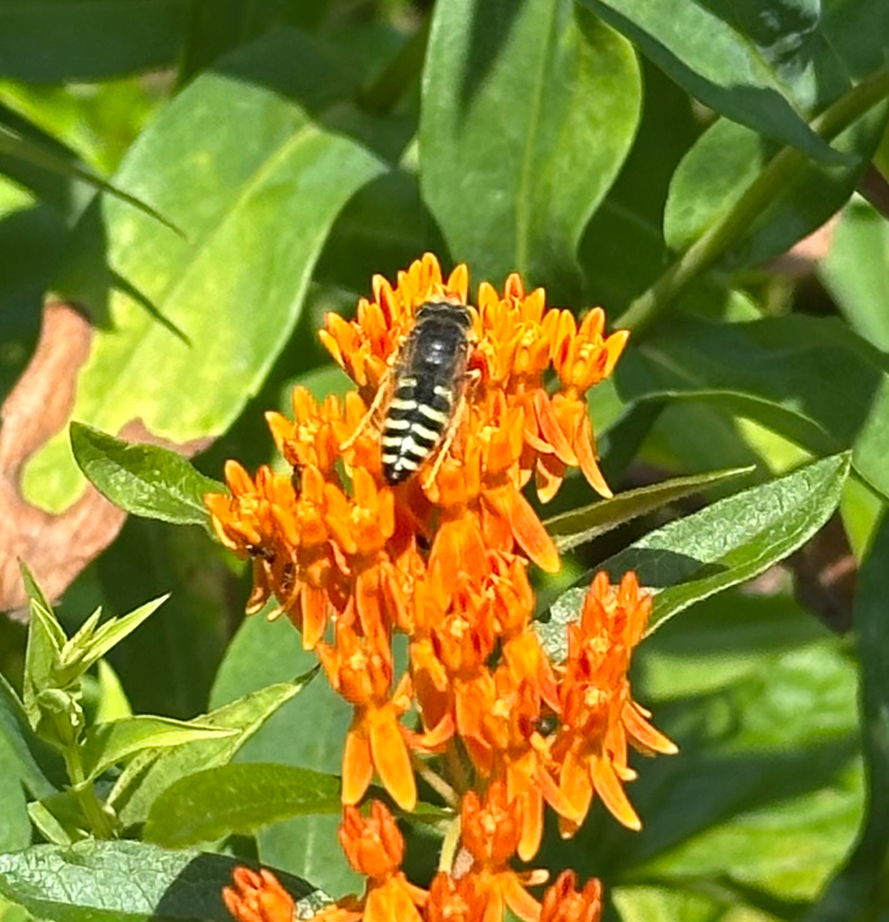American Sand Wasp on orange flowers of Butterfly Milkweed plant. Photo by Amy Berkov via iNaturalist.