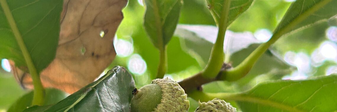 Leaves and young acorns of a Swamp White Oak in Washington Square Park on August 9, 2024.