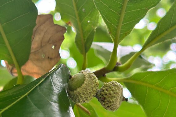 Leaves and young acorns of a Swamp White Oak in Washington Square Park on August 9, 2024.