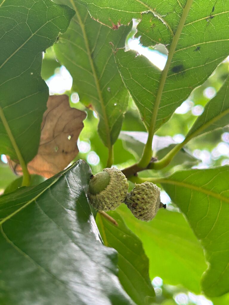 Leaves and young acorns of a Swamp White Oak in Washington Square Park on August 9, 2024.
