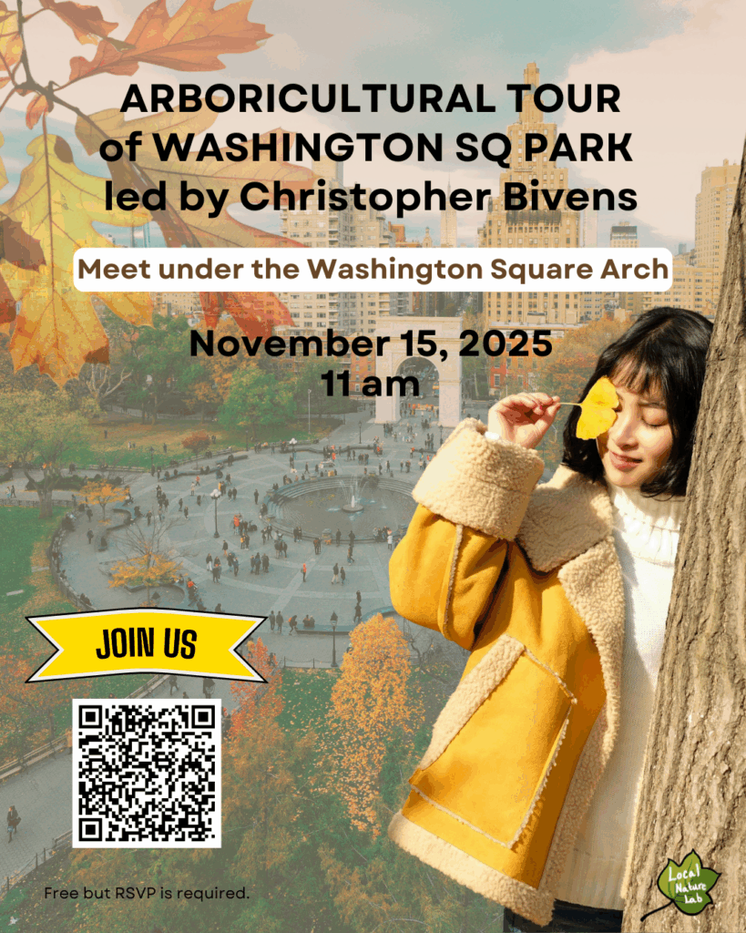 Flyer advertising ARBORICULTURAL TOUR: in Washington Square Park on Saturday, November 15th at 11 a.m.