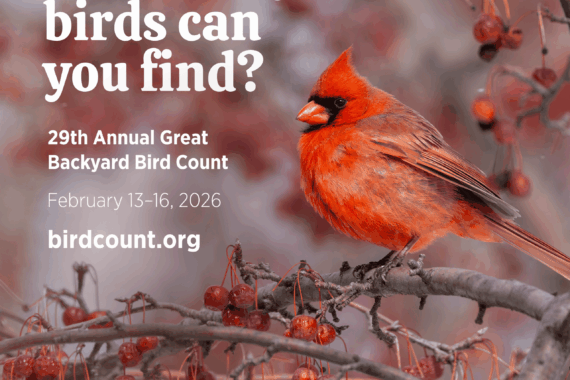 Great Backyard Bird Count flyer with male Northern Cardinal and text "How Many birds can you find?"