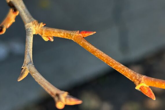 London Plane tree twig with several terminal leaf buds.