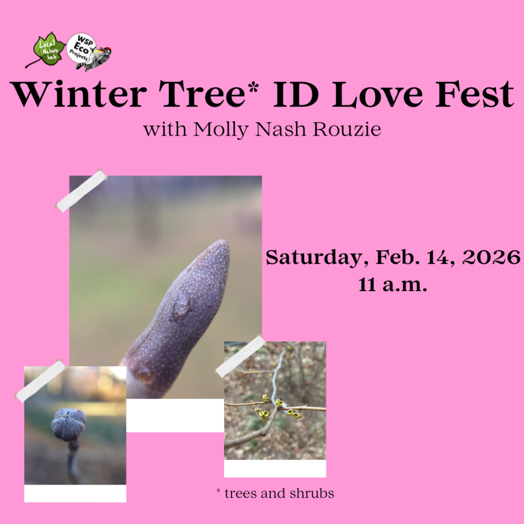 flyer for Winter Tree ID Love Fest in Washington Square Park on Feb. 14, 2026, 11 a.m.