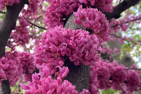 Small magenta colored flowers of an Eastern Redbud.