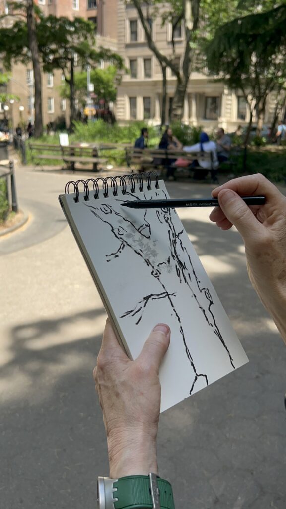 Elisabeth Condon drawing the English Elm in Washington Square Park.