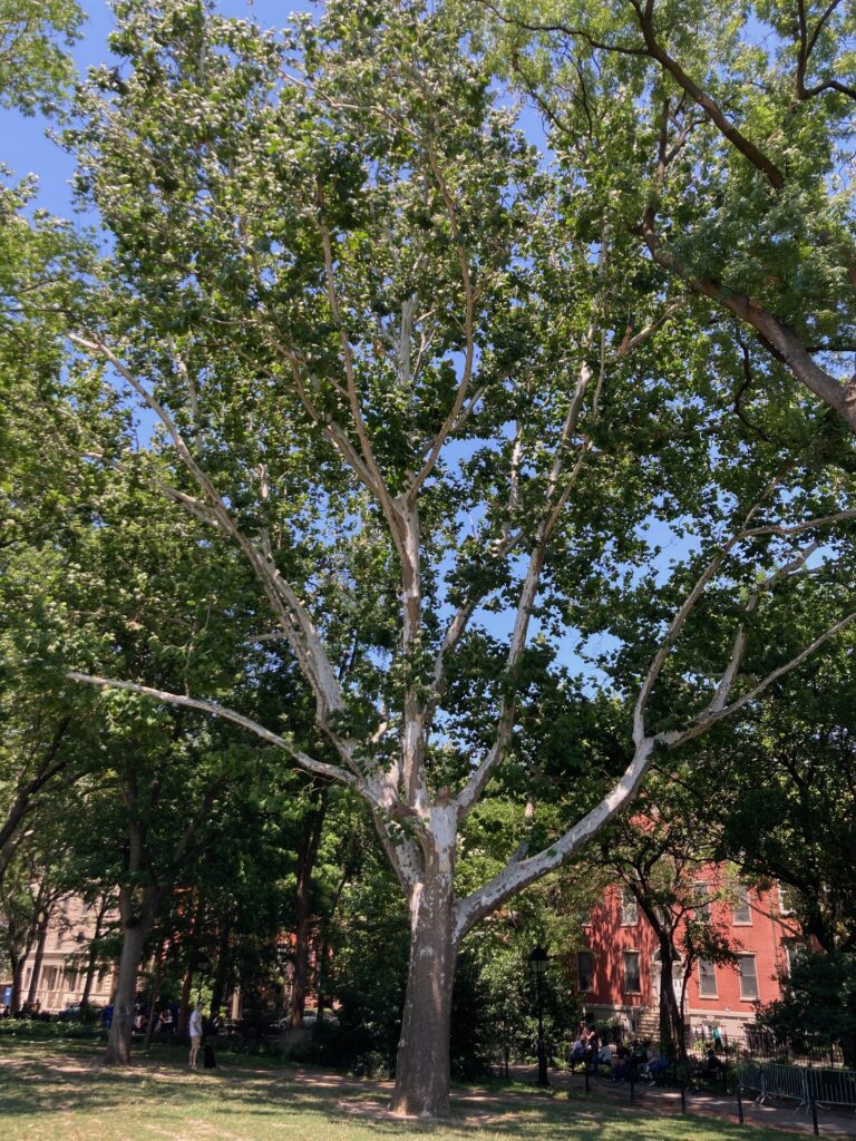 A large American Sycamore in Washington Square Park.