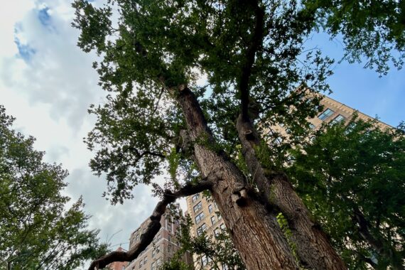Looking up into the crown of the English Elm in Washington Square Park