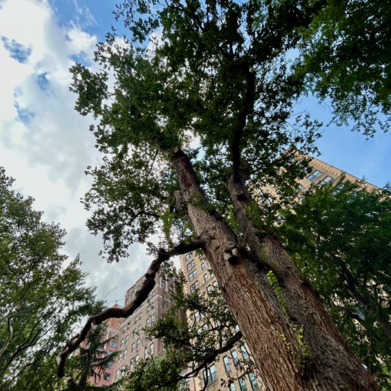 Looking up into the crown of the English Elm in Washington Square Park.